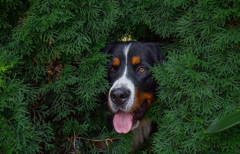 Calm low energy store dogs