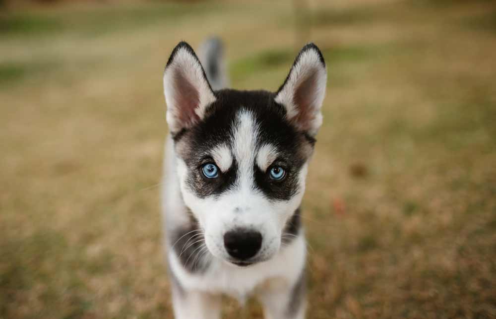 Puppy Toilet Training Tips