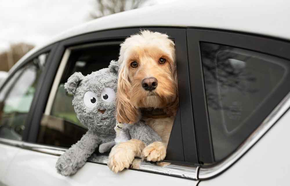 Traveling with dogs in car sales long distance