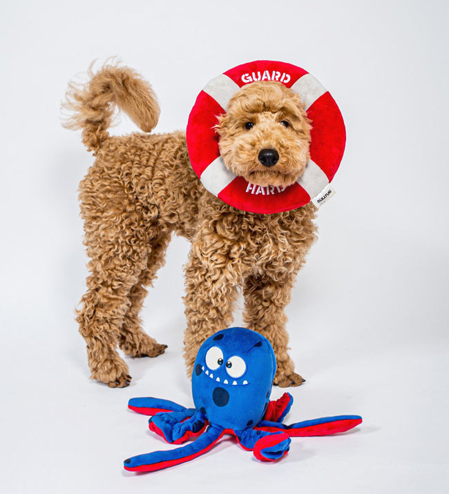 Seaside Fun Unleashed: The Ocean Delight Set for Pups