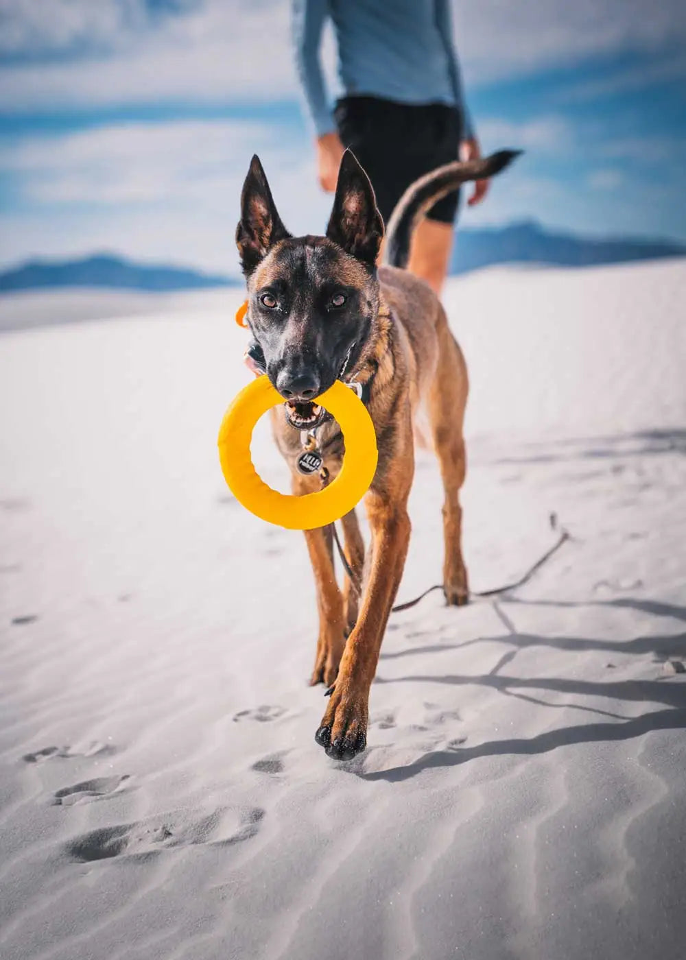 Malinois dog holding a rubber ring toy in his mouth