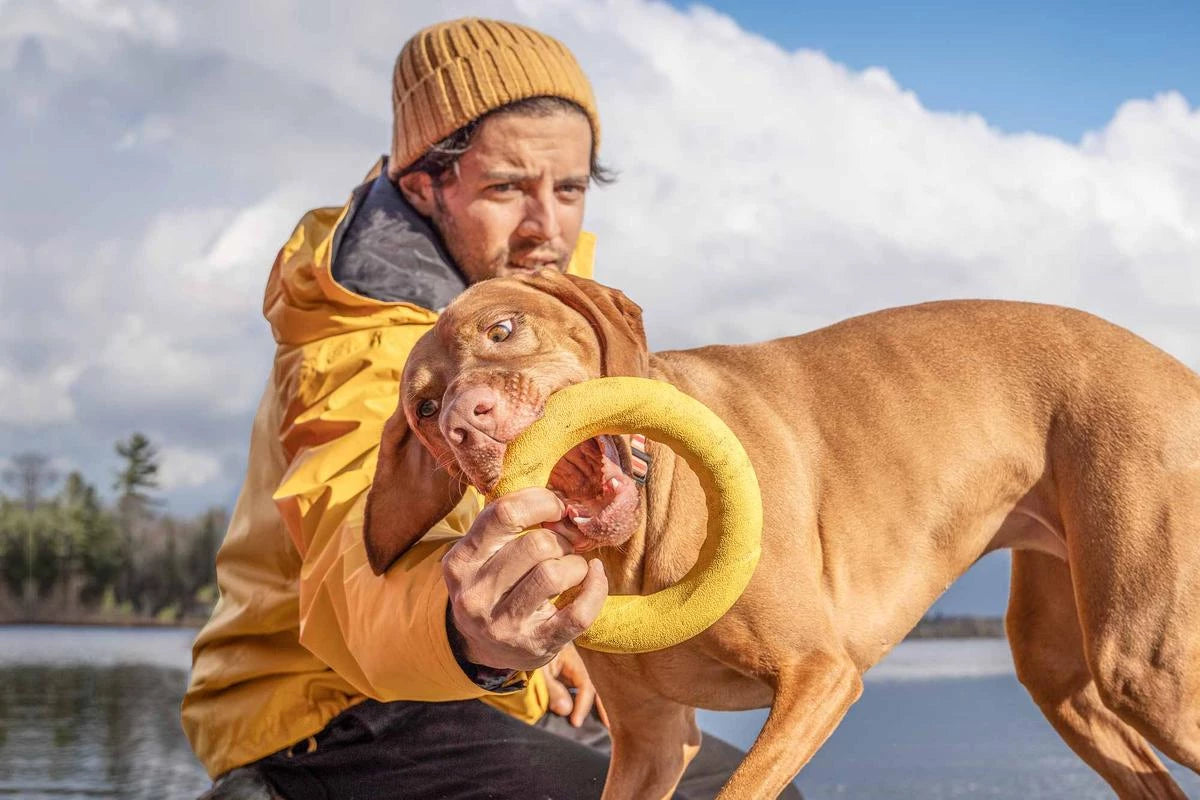 Vizsla dog playing tug of war with a yellow rubber ring toy 