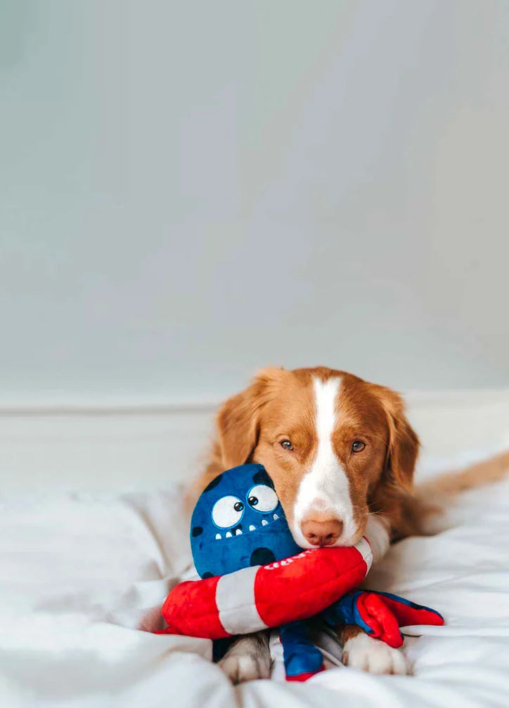 A cute toller breed dog posing with his octopus dog toy 