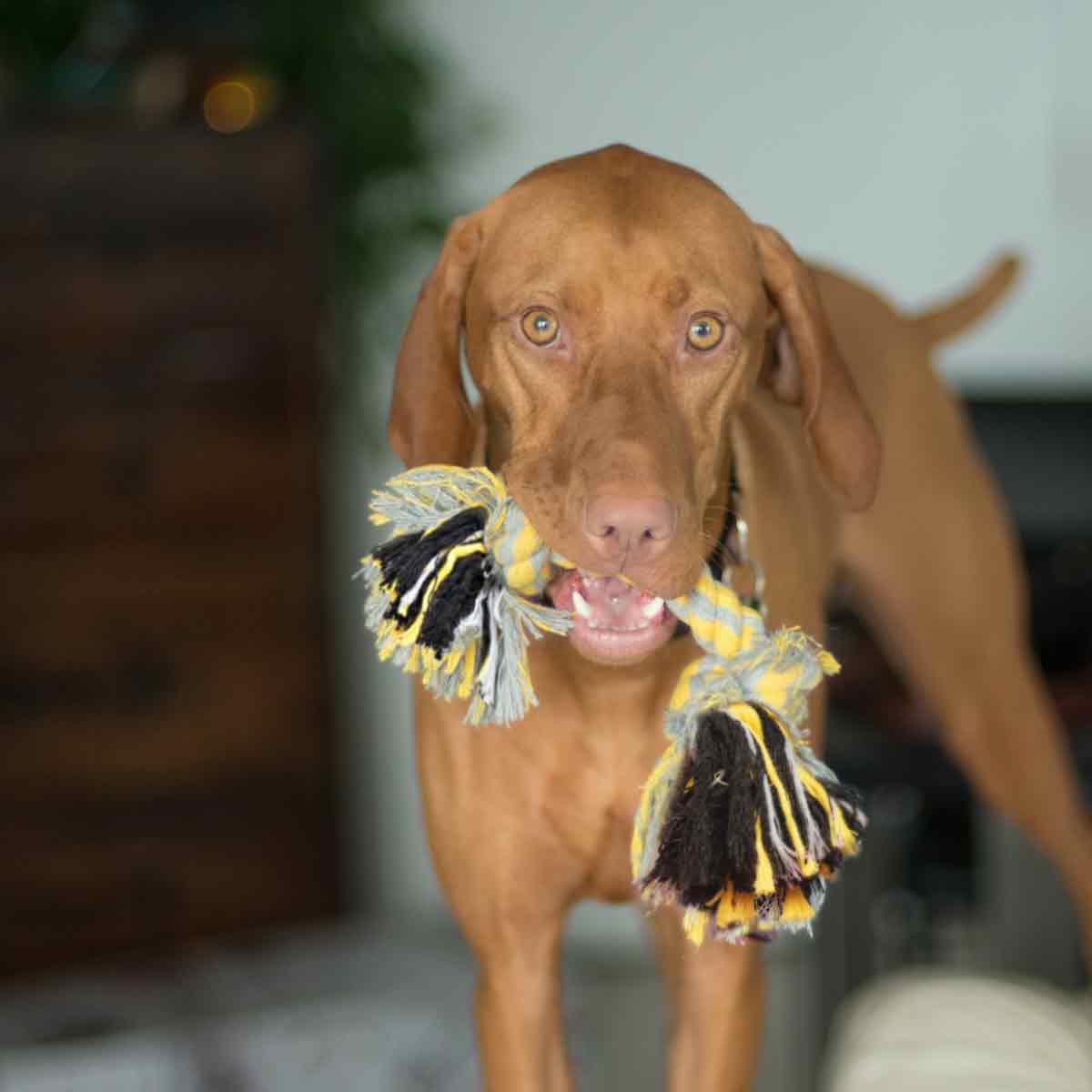 2 Knot | Dog Chew Rope