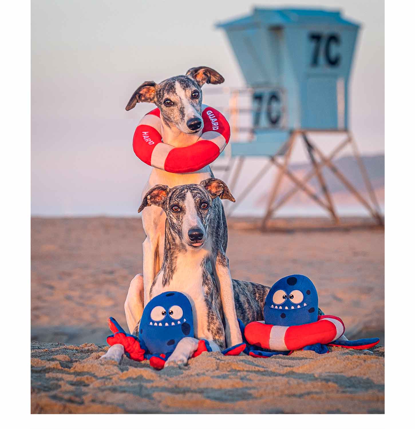 2 Cute Grey and White Dogs playing with Tugtopus The Octopus Dog Toy