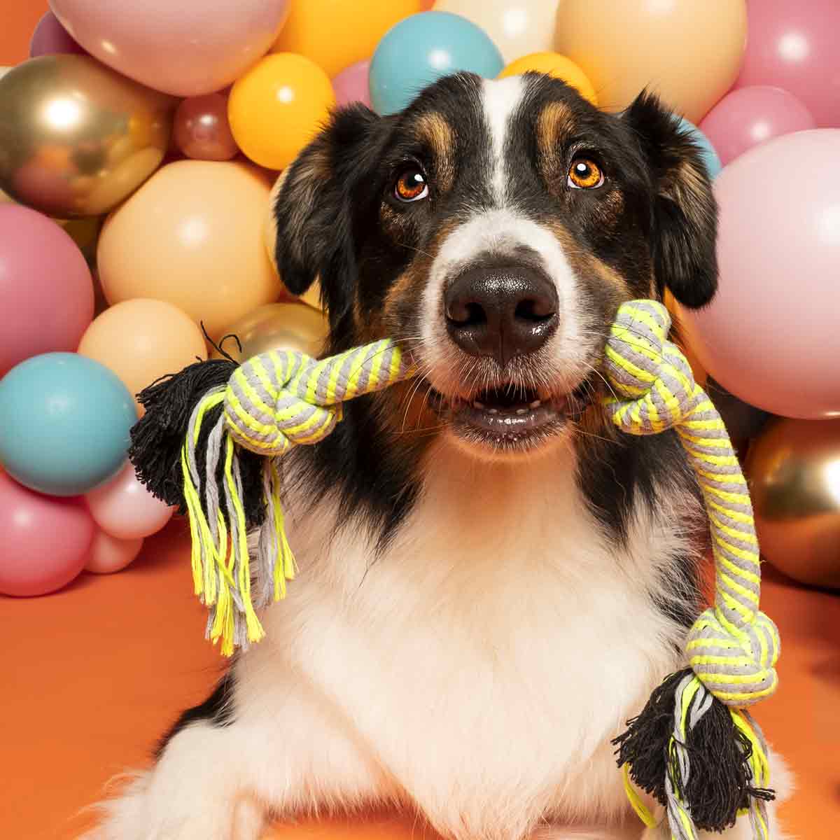 Funny Dog is happy to be playing with 3-Knot Cotton Dog Rope Toy