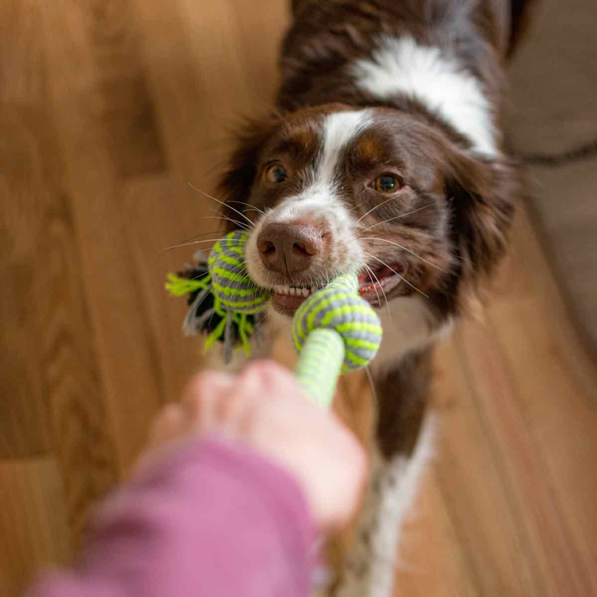 Brown and White Dog is playing Tug-of-war with owner using the 3-Knot Cotton Dog Rope Toy