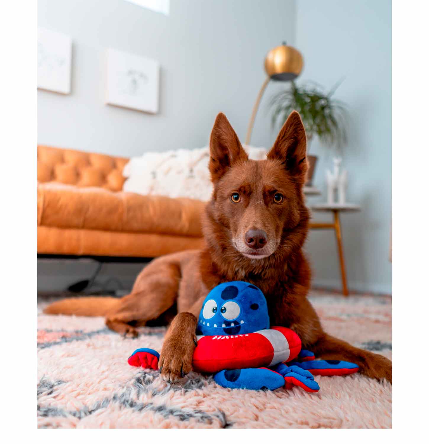 Brown Dog playing with Tugtopus The Octopus Dog Toy in the Living Room