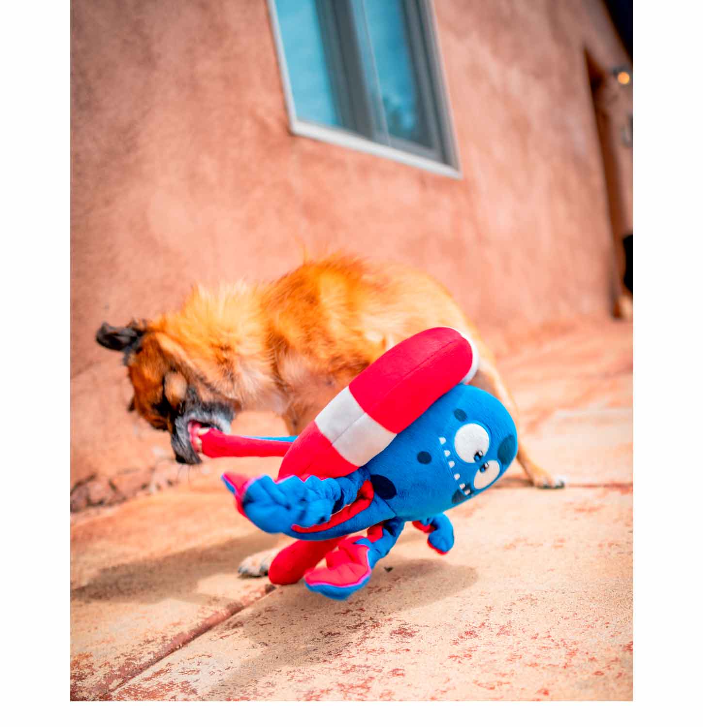 Dog playing Tug-of-War with Tugtopus The Octopus Dog Toy