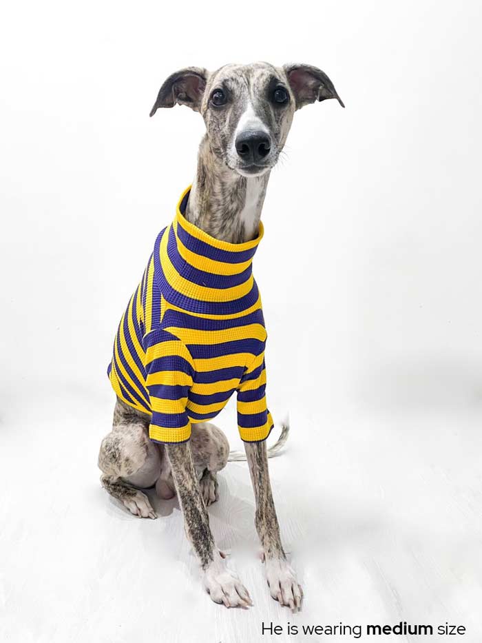 #color_royal indigo purple