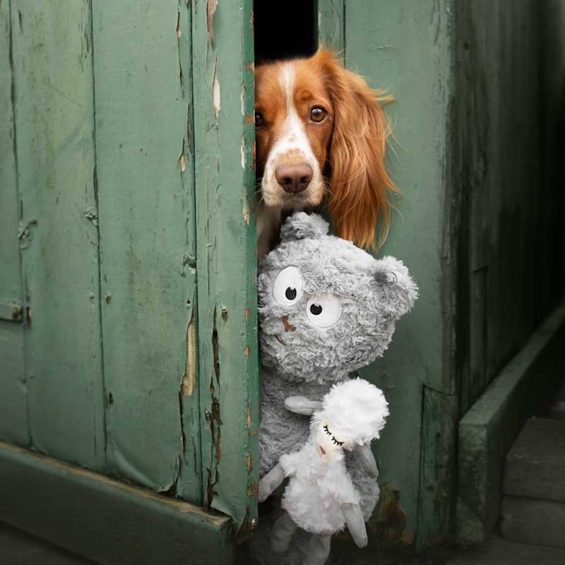 Funny Dog playing Hide And Seek with The Moony & Woola Dog Toy