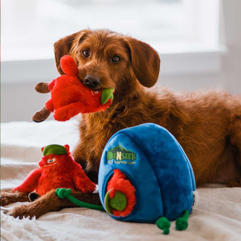 Funny Brown Dog playing with The Hike N' Seek Toy
