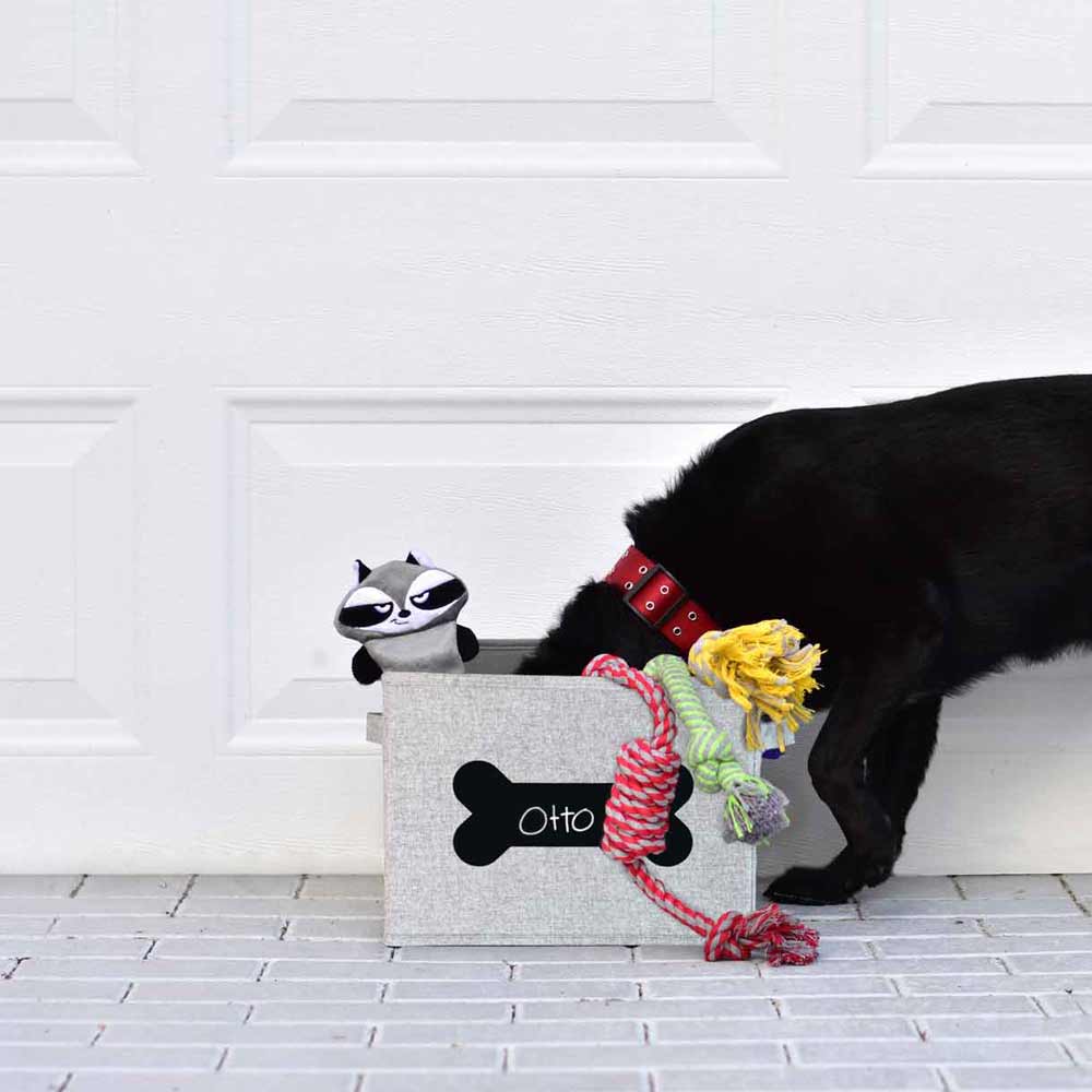Black Dog Digging Through Storage Bin and looking for toys