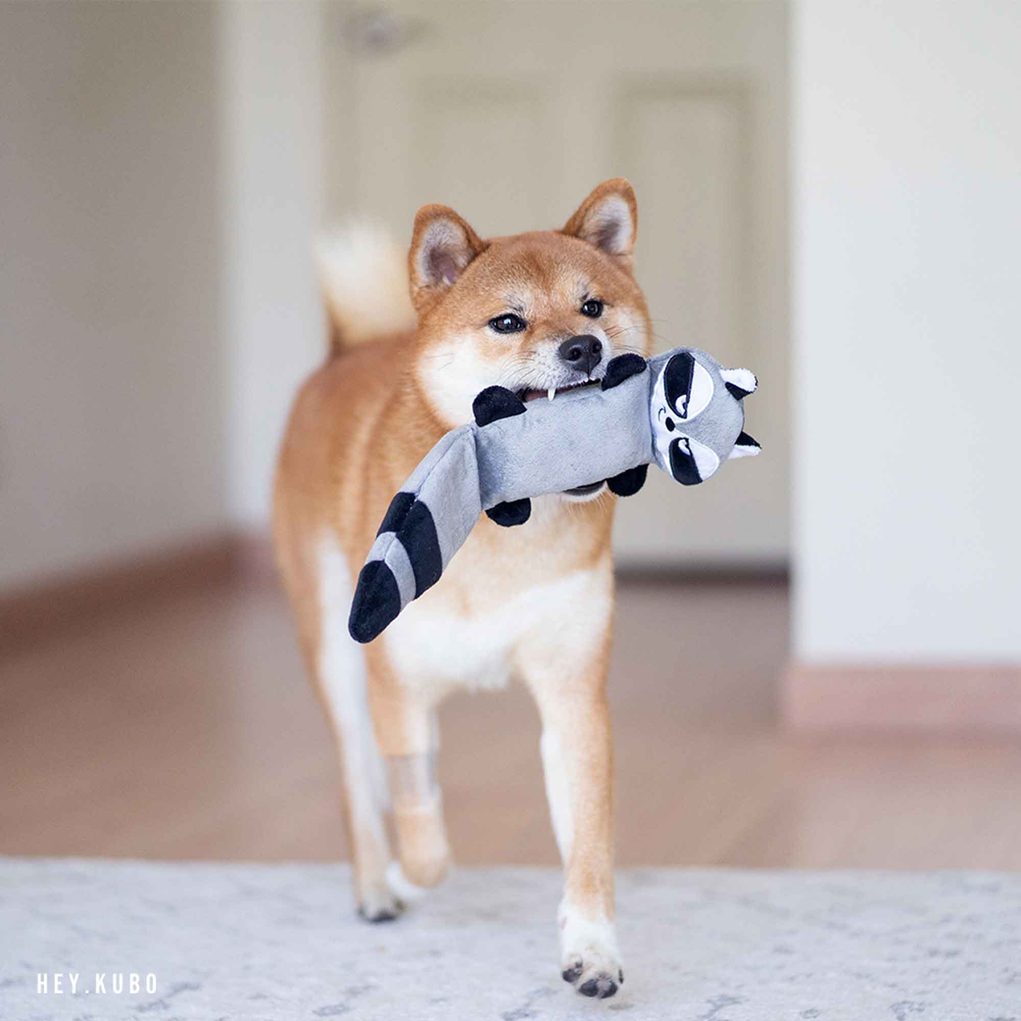 Cute Dog playing with The Raccool Dog Toy inside