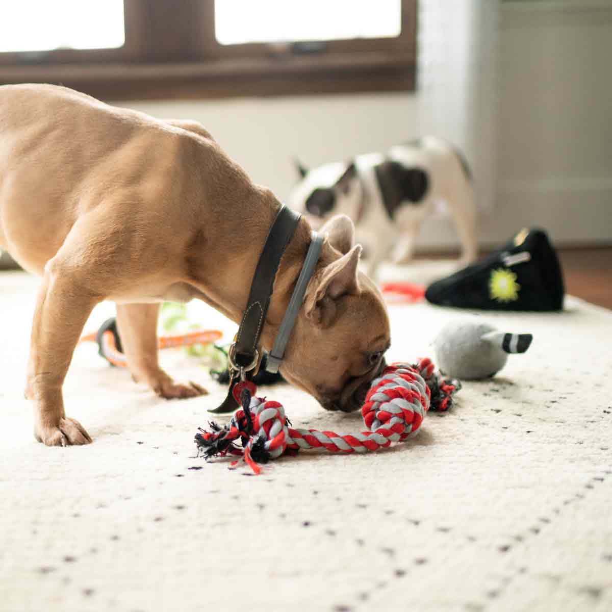 French Bulldog is playing with Spiral Tug Of War Dog Rope Toy