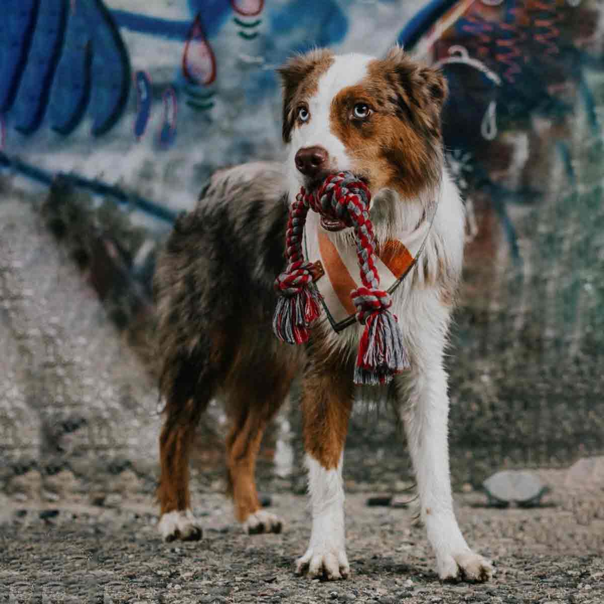 Dog playing with Spiral Tug Of War Dog Rope Toy Outdoors