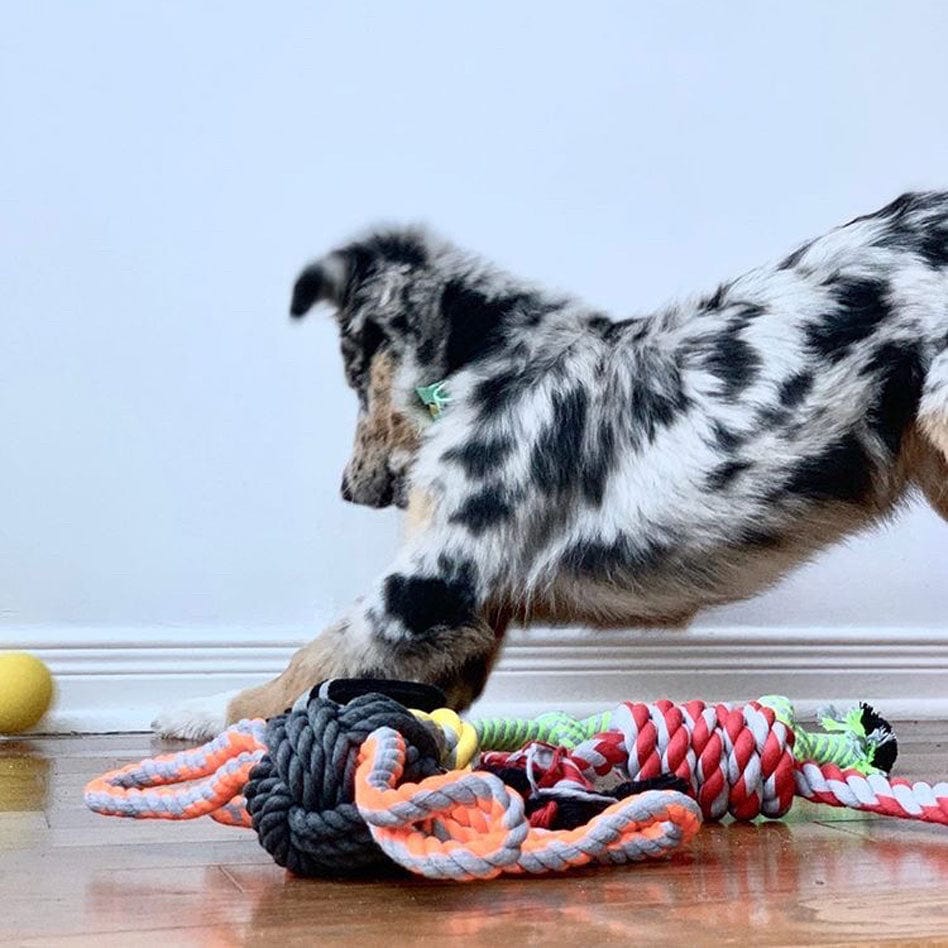 Cute Puppy is playing with 4-Looped Ball On A Rope Dog Toy and Other Dog Rope Toys