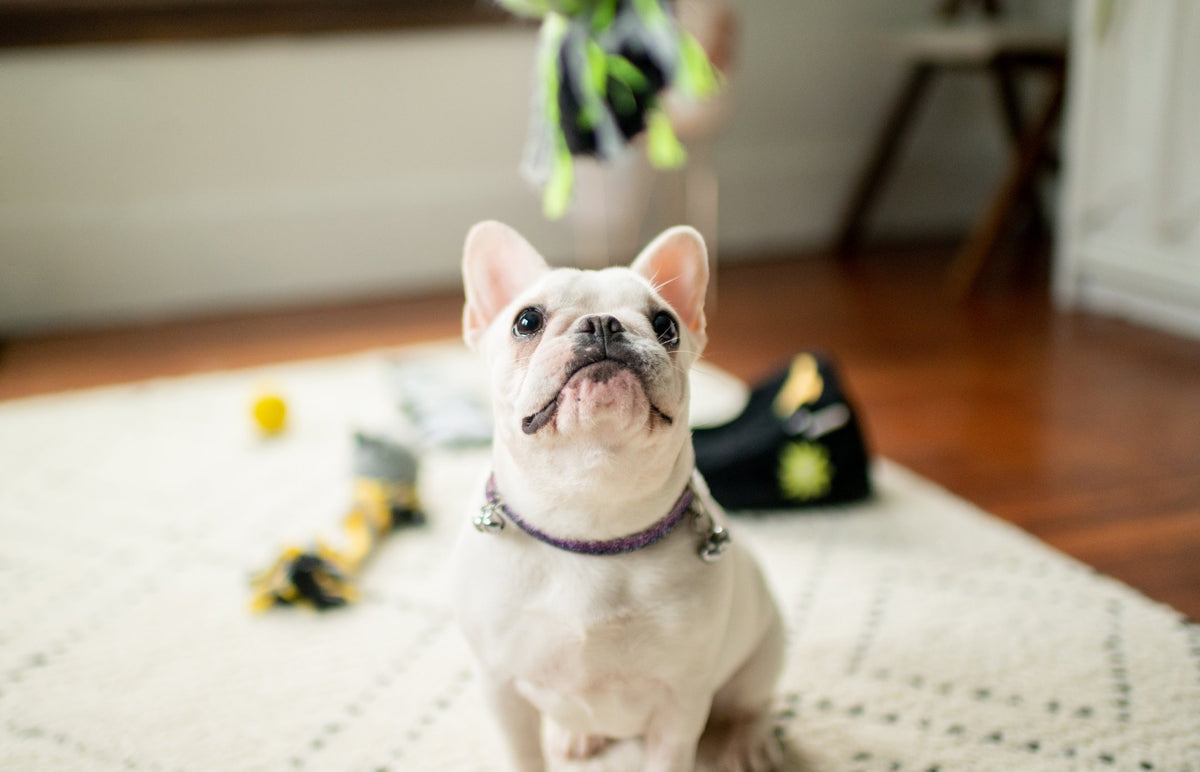 An Ultimate Guide to Puppy Teething Check at BULLTUG!