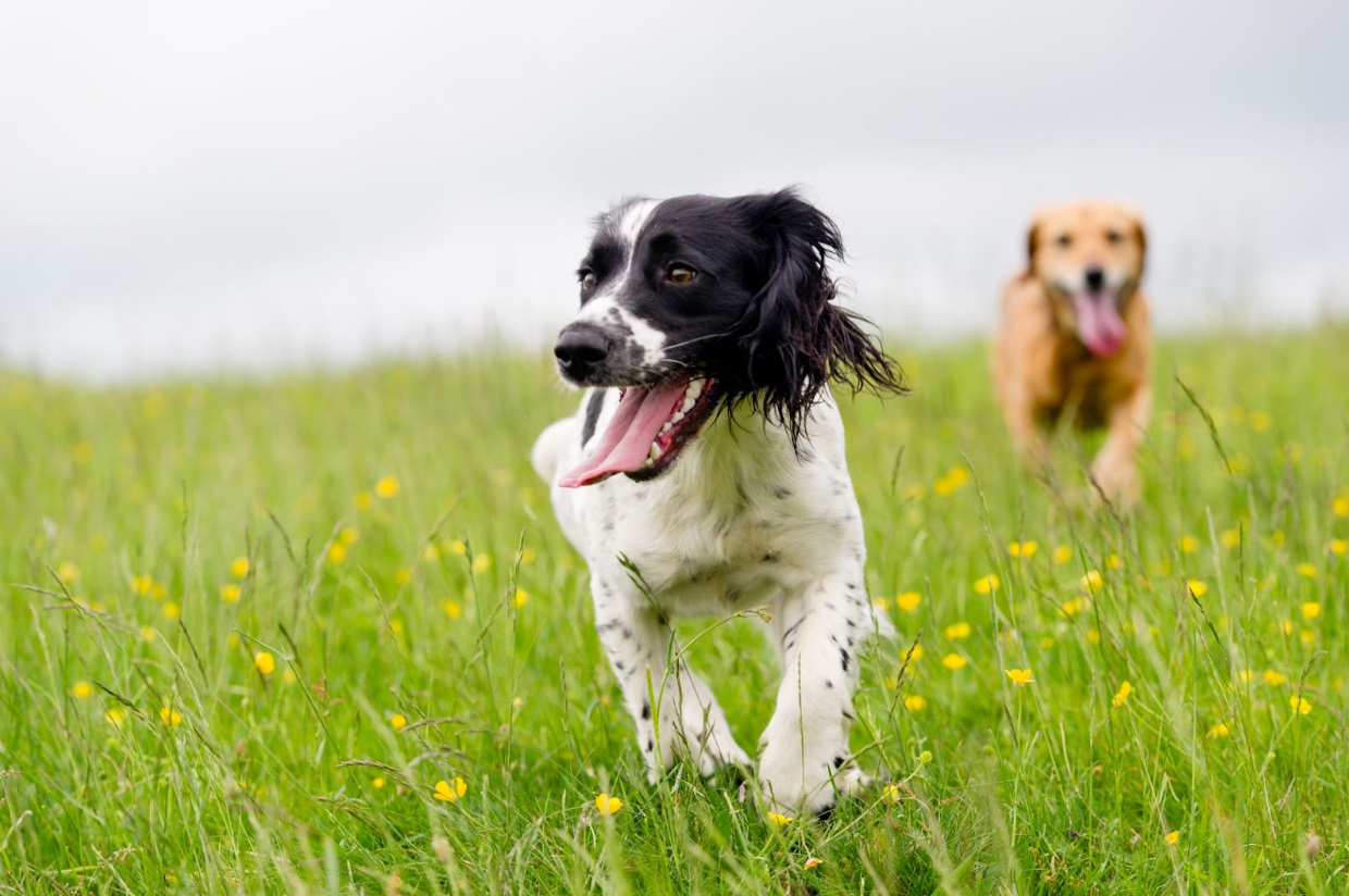 Collagen for Dogs: What Is It and Does My Dog Need It?