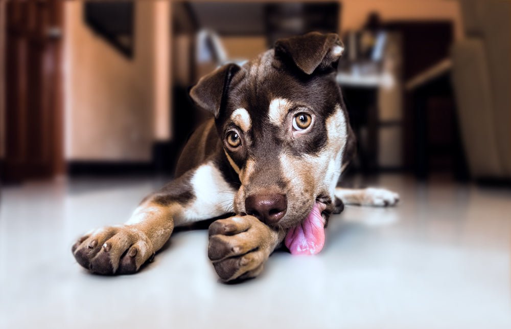 Why Do Dogs Lick Their Paws and Legs? 5 Possible Reasons