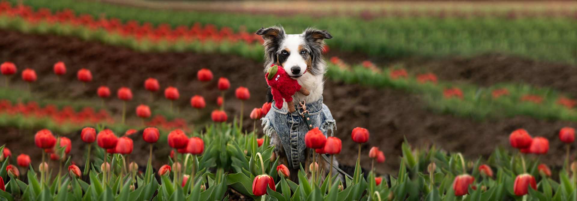 An Australian shepherd dog is holding a plush toy in its mouth in field of red tulips