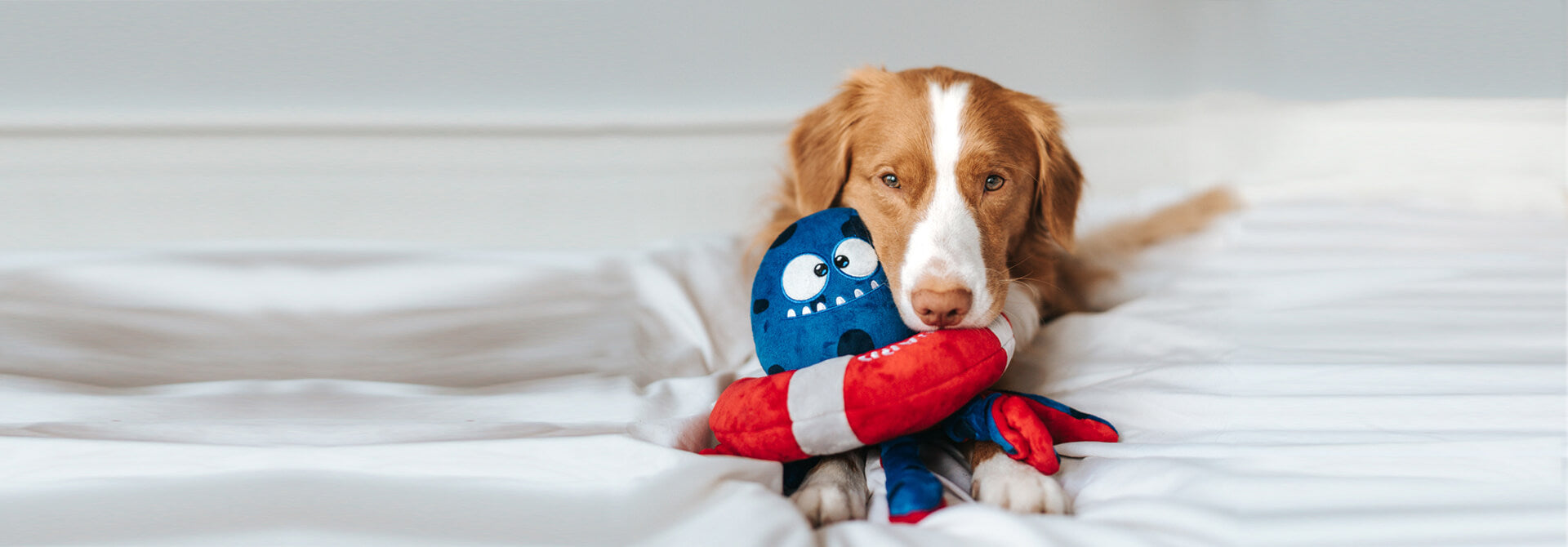 A cute toller breed dog posing with his octopus dog toy