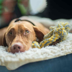 A cute Vizsla dog lying next to its cotton dog rope toy 