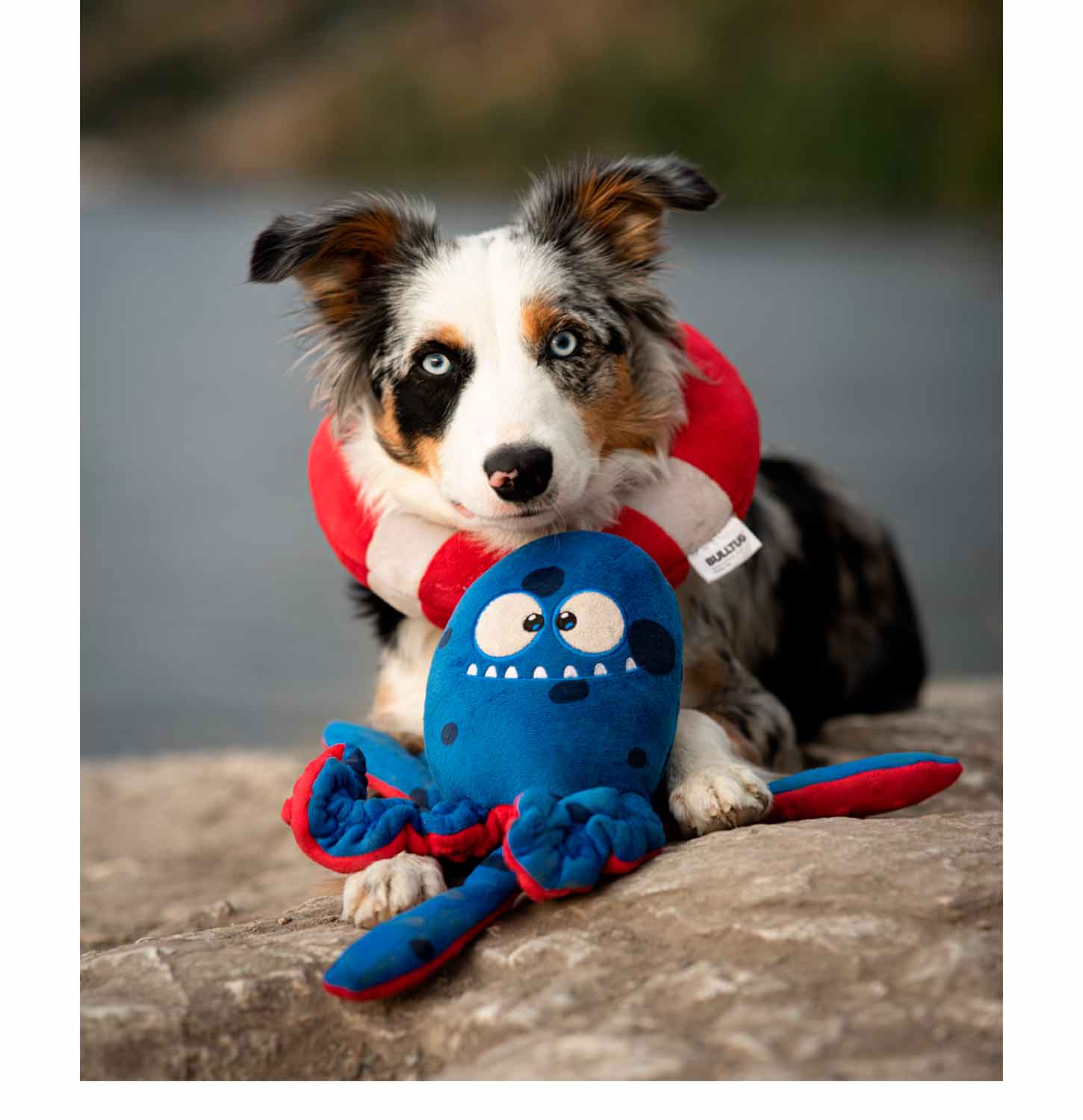 Cute Aussie Dog playing with Tugtopus The Octopus Dog Toy and Wearing The Squeaky Life Ring.