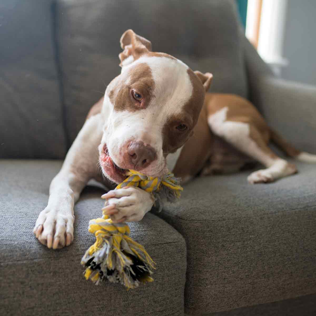 Pitbull chewing on the 2-Knot Cotton Dog Rope Toy on the Couch
