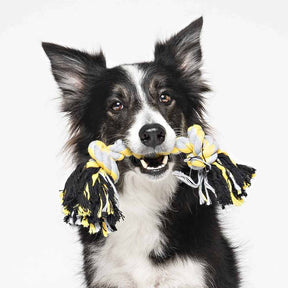 Border Collie dog holding a cotton chew rope 
