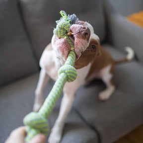 Pitbull playing Tug-of-war with owner using the 3-Knot Cotton Dog Rope Toy