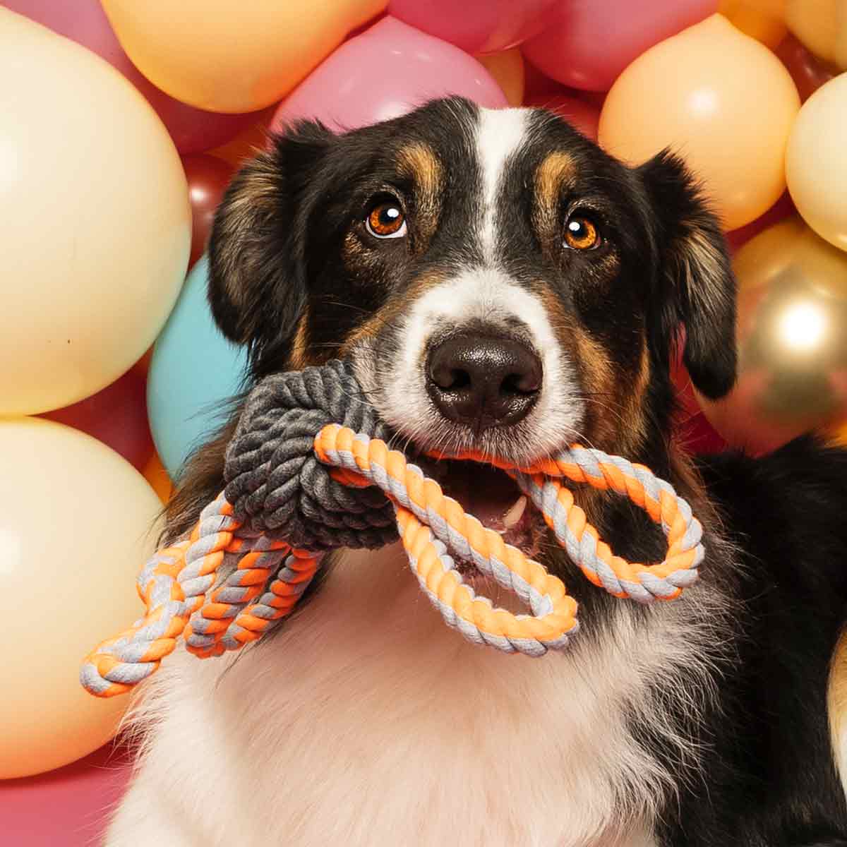 3: Cute Dog Celebrating to be playing with 4-Looped Ball On A Rope Dog Toy