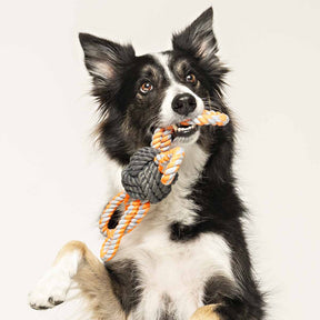 Excited Dog playing with 4-Looped Ball On A Rope Dog Toy