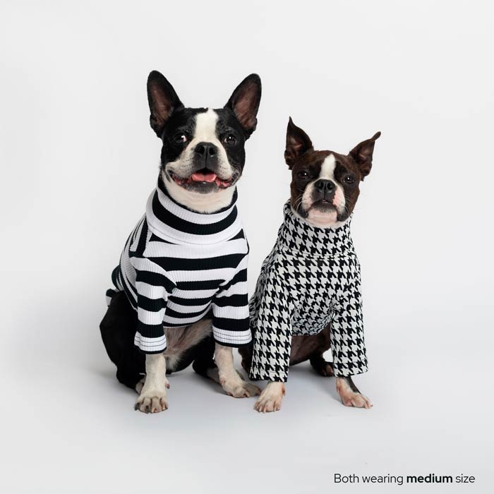 Cute Boston terrier wearing Striped Black and White Doggy Sweatshirt #color_night out black