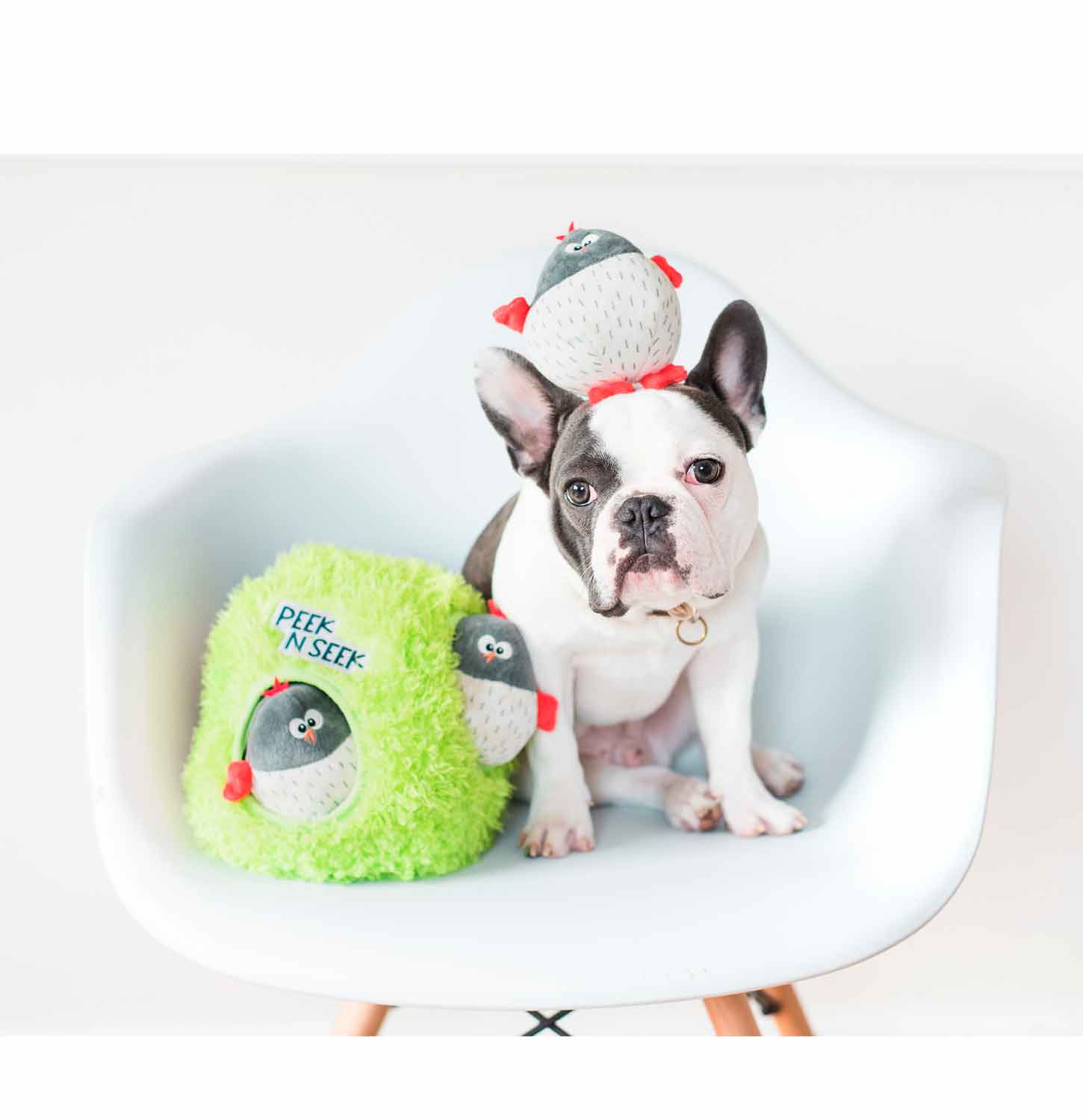 A frenchie dog sitting in a chair next to his hide and seek dog toy featuring 3 plush birds