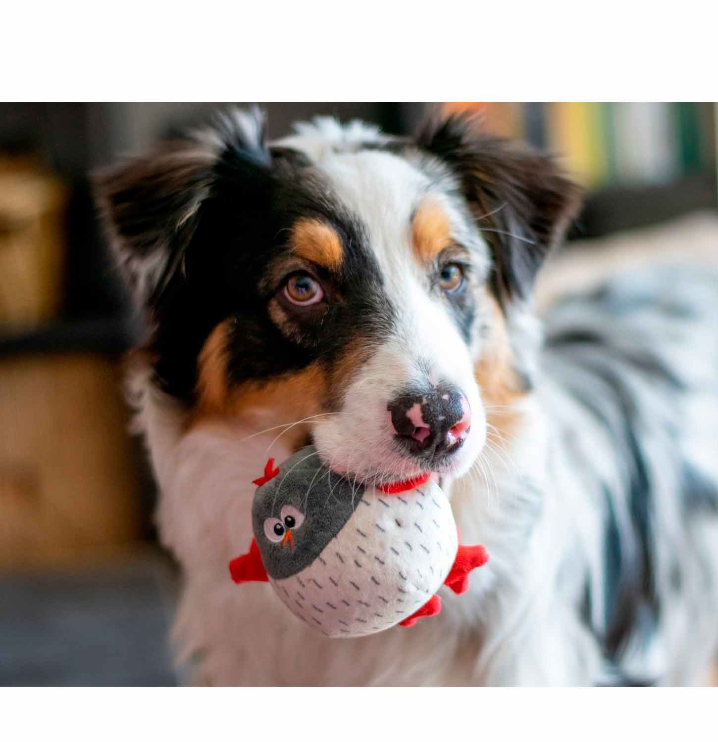 EETOYS Dog Plush Toy - A Stimulating Interactive Dog Toys for