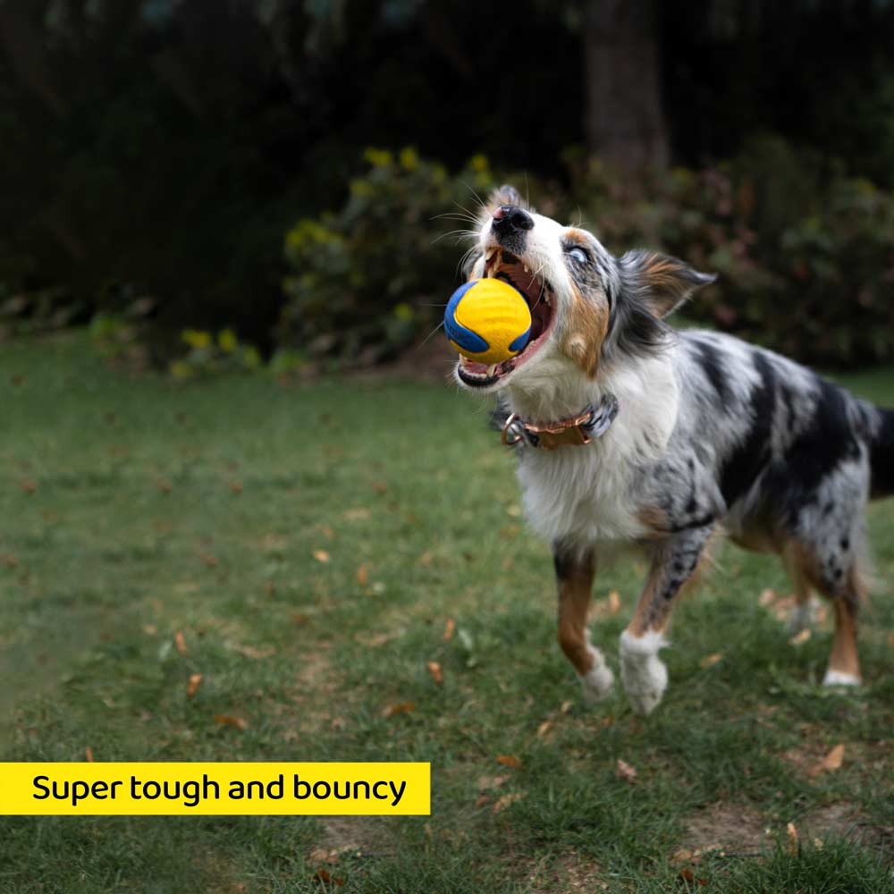 The Fetch Ball Super Tough and Bouncy, Making Sure the Fun Never Stops