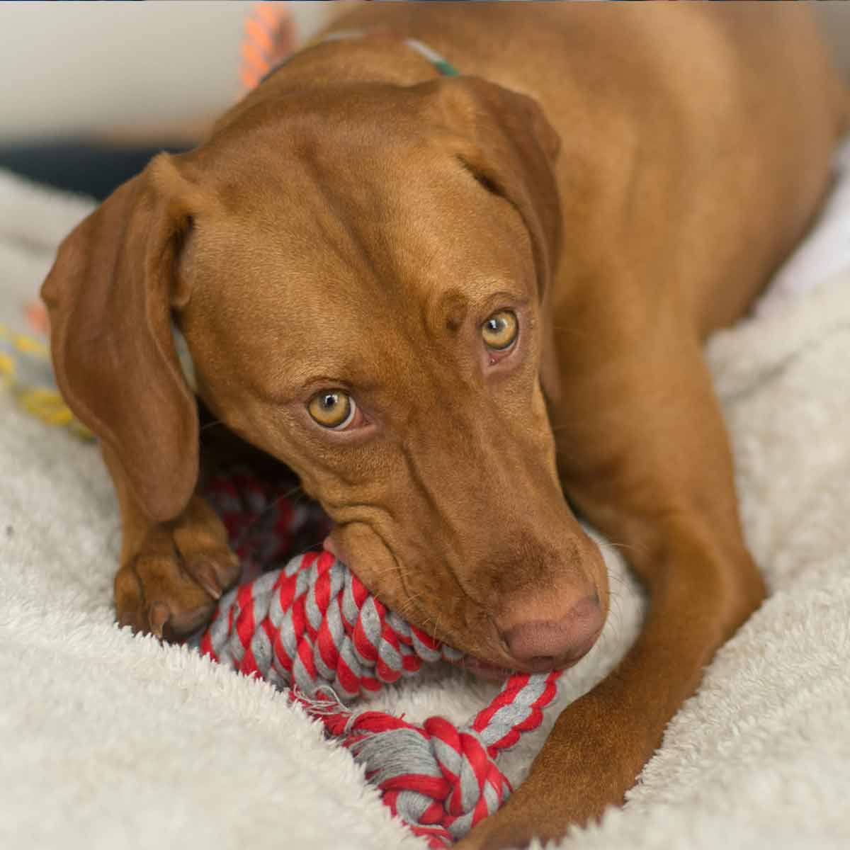 Cute Vizsla is chewing on Spiral Tug Of War Dog Rope Toy