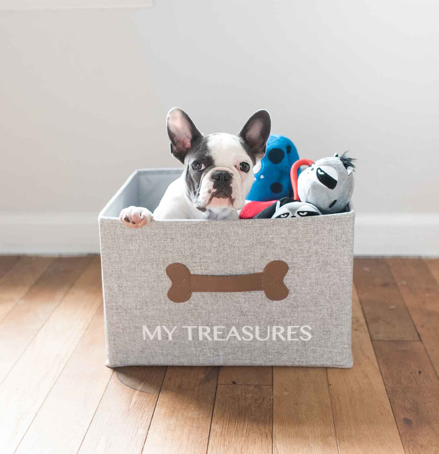 Cute French Bulldog Puppy Sitting inside Storage Basket
