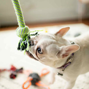 Cute French Bulldog is playing Tug-of-war with the 3-Knot Cotton Dog Rope Toy