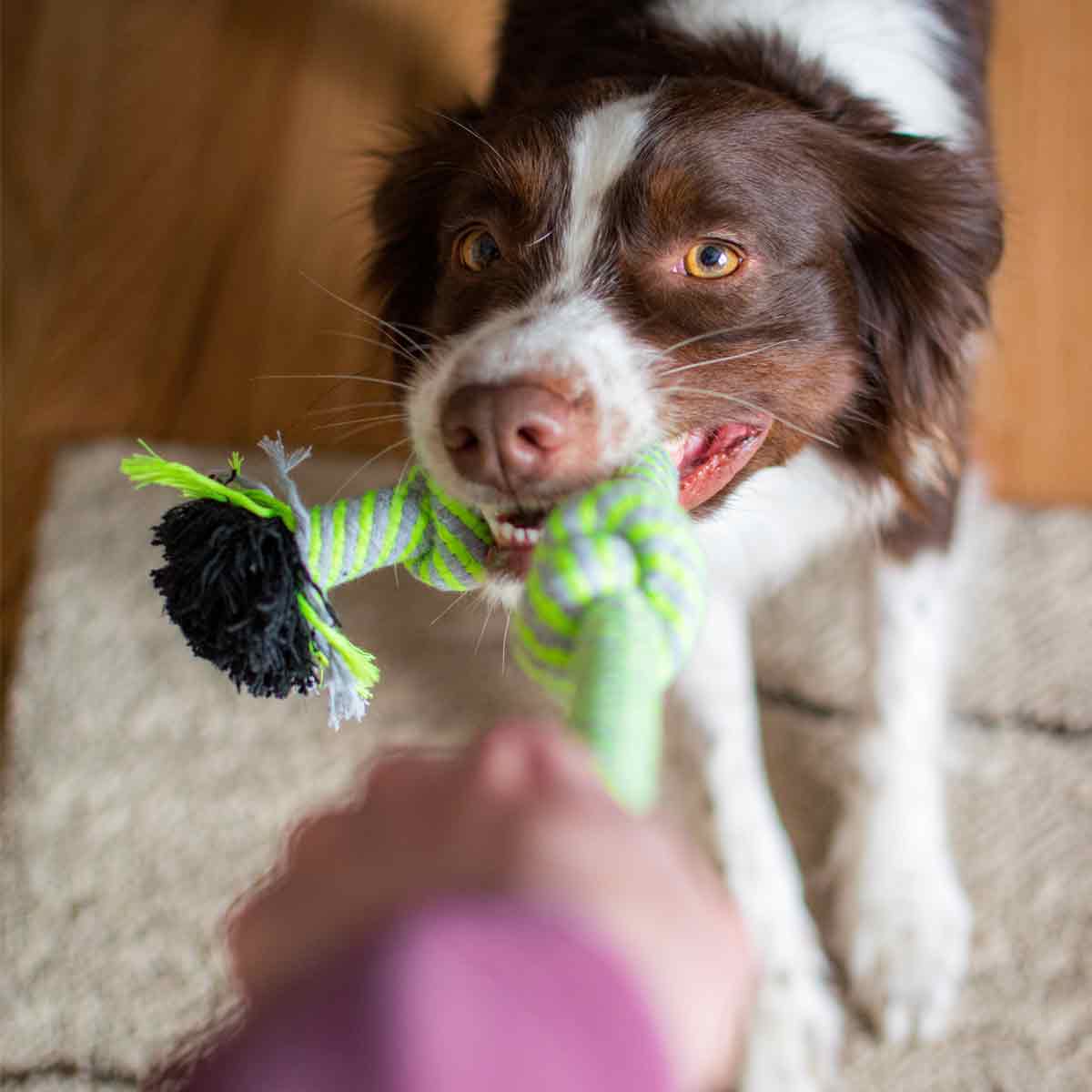 Brown and White Dog is playing Tug-of-war with owner using the 3-Knot Cotton Dog Rope Toy