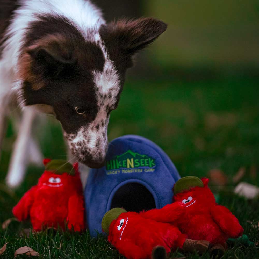 Cute dog  sniffing its hide-and-seek plush toy