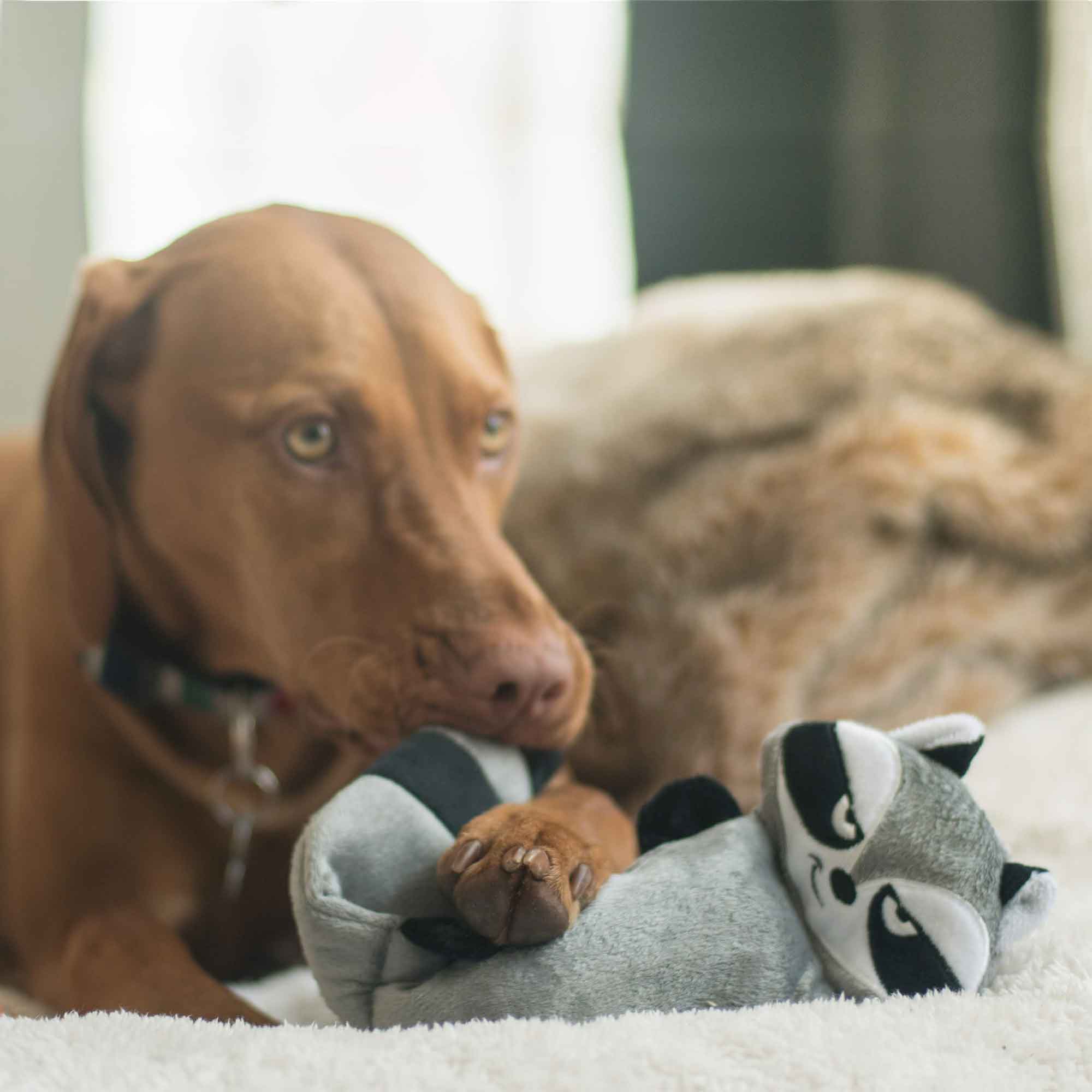 Vizsla  Chewing on Raccool The Unstuffed Dog Toy