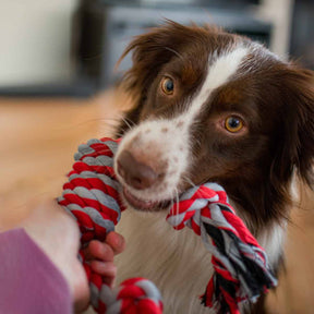 Dog playing Tug-of-war with owner using the Spiral Dog Rope Toy
