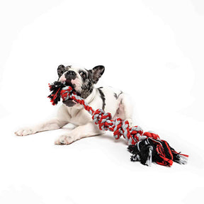 French Bulldog is playing with Spiral Tug Of War Dog Rope Toy