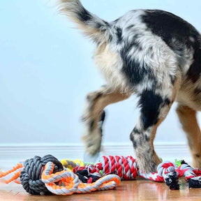 Puppy having fun playing with 4-Looped Ball On A Rope Dog Toy and Other Dog Rope Toys