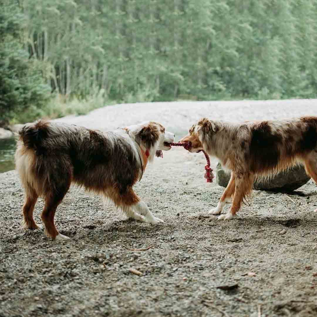 Dogs and clearance tug of war