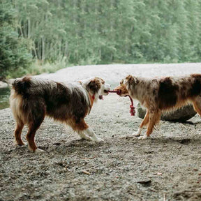 Two Dogs playing Tug-of-war using the Spiral Tug Of War Dog Rope Toy