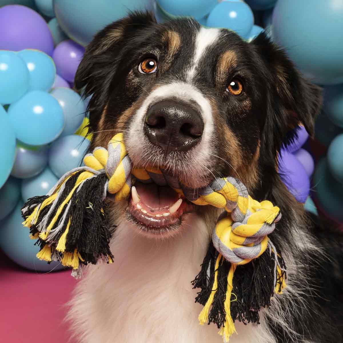 A dog holding a 2-Knot Cotton Rope toy in its mouth 