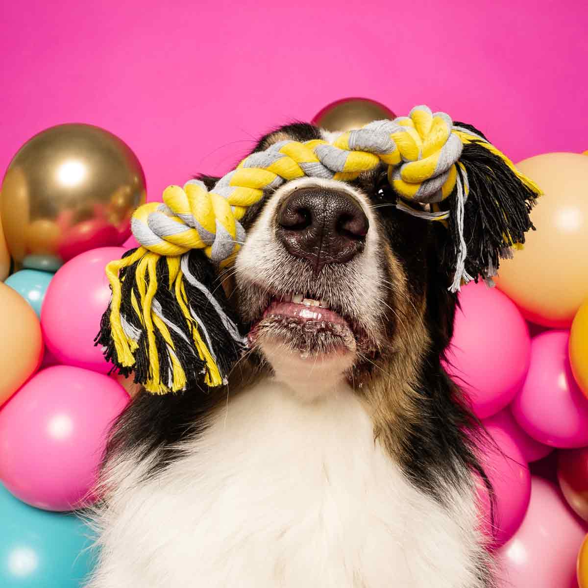 Funny Dog is Celebrating because they Get to play with the 2-Knot Cotton Dog Rope Toy